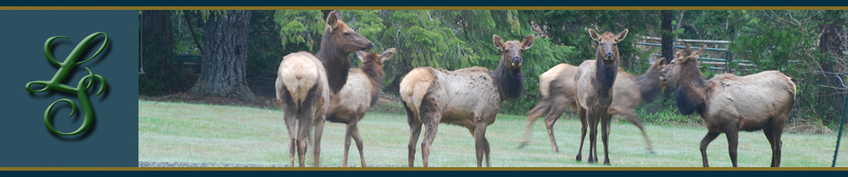 Roosevelt Elk