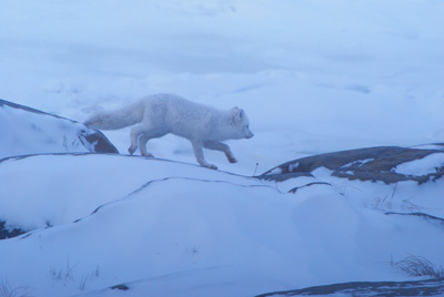 artic fox