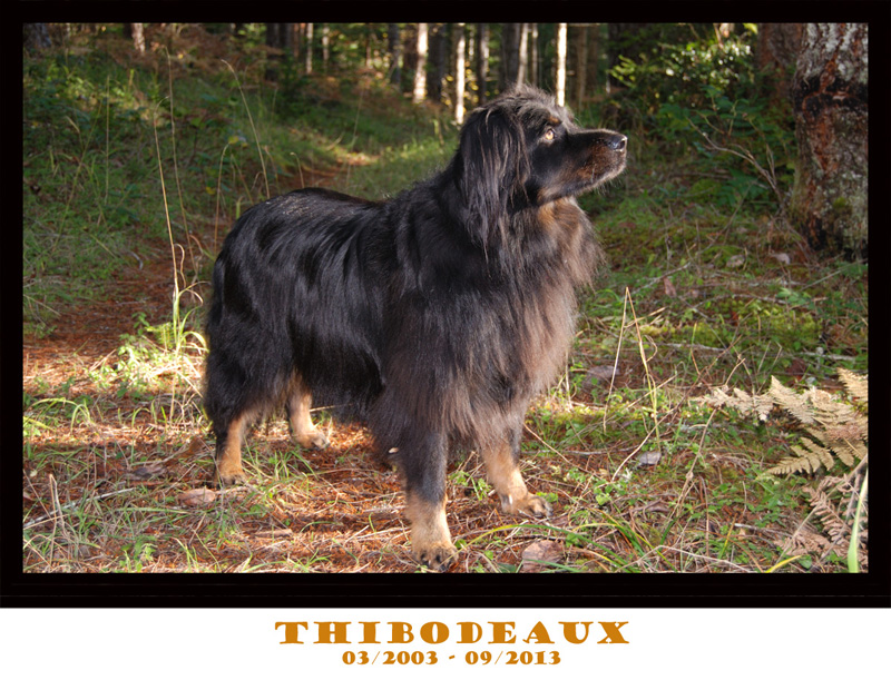 Thibodeaux takes a stroll in the forest 11/2008