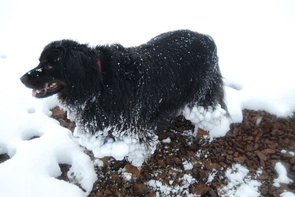 Thibodeaux with snowballs