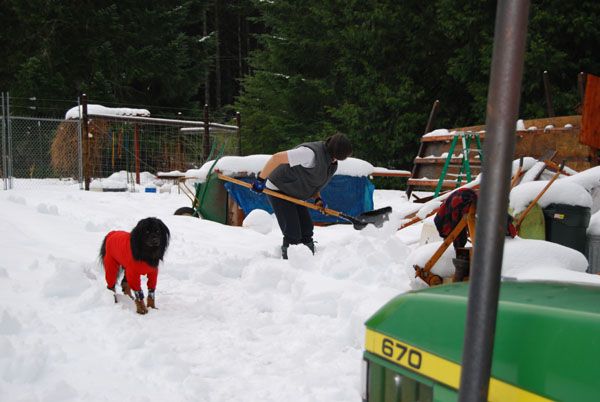 Shoveling out the firewood under the watchful eye of the dog in the snowsuit.