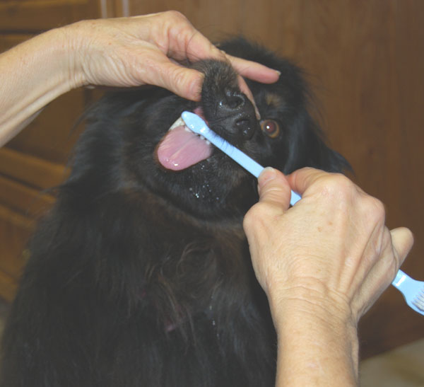 Thibodeaux getting his teeth brushed