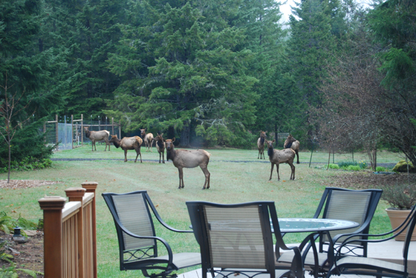 The view from the library window