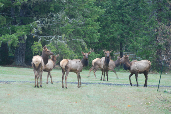 Elk visiting March 29, 2009