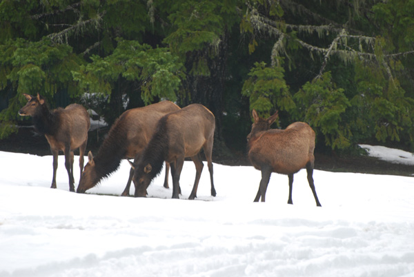 Winter visitors