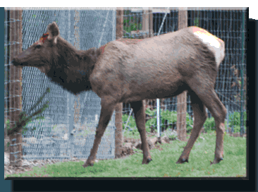 Roosevelt Elk