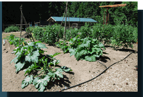 Long Shadows Garden